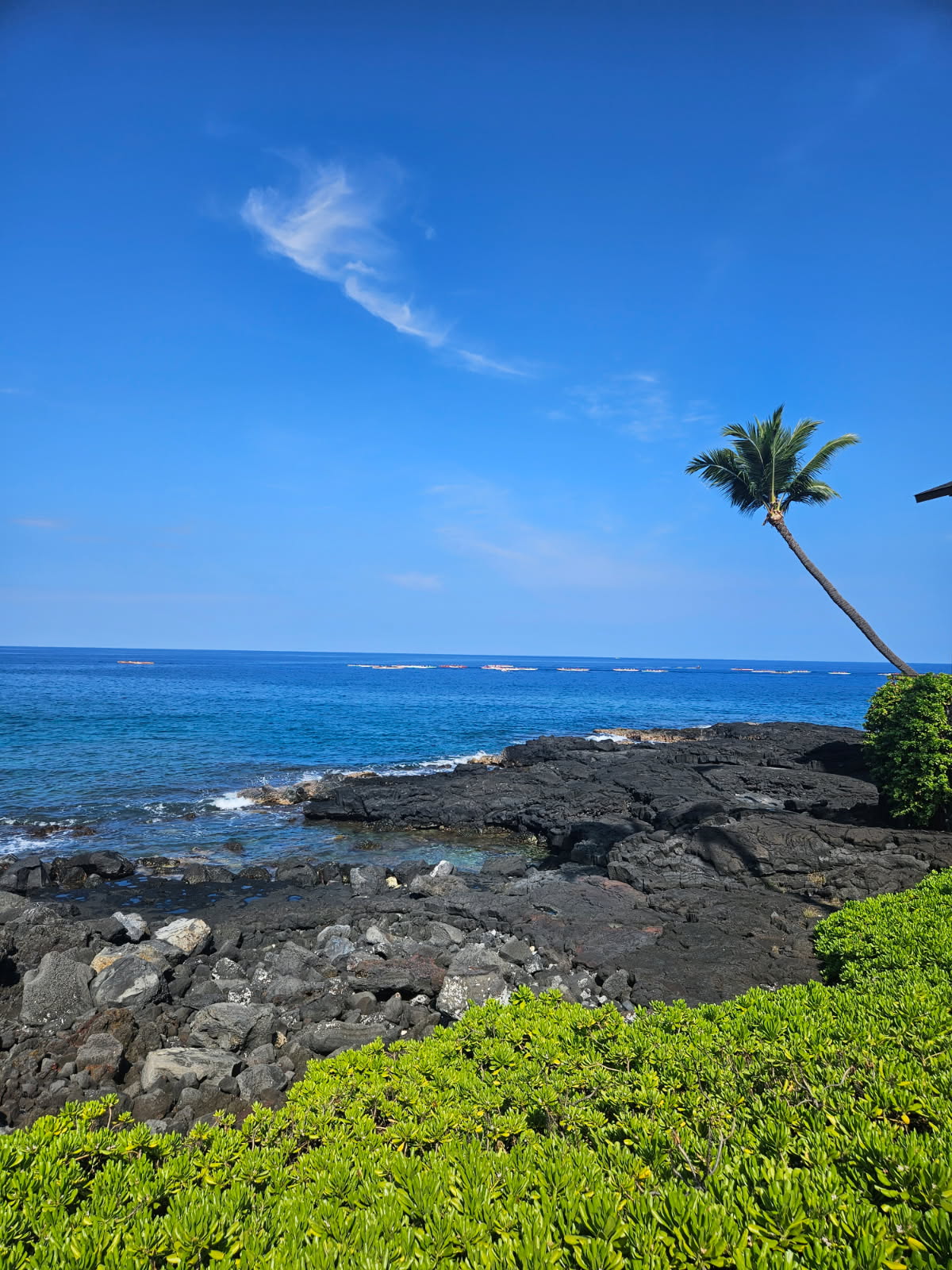 Tropical ocean shoreline with palm tree and lava rocks